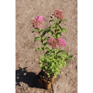 Tavolník japonský 'Crispa' 5-20 cm QP12