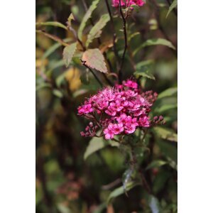 Tavolník japonský 'Dart's Red' 5-15 cm QP12