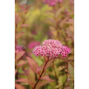 Tavolník japonský 'Froebelii' 10-30 cm QP12