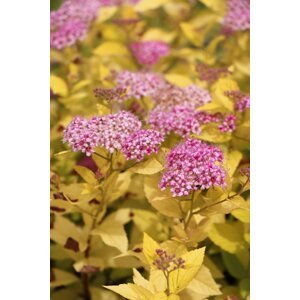 Tavolník japonský 'Golden Princess' 10-20 cm QP12