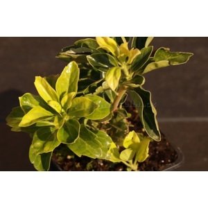 Tlustonitník klasnatý 'Green Carpet' 5-15 cm H9