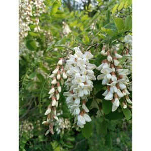 Trnovník akát 15-30 cm QP60