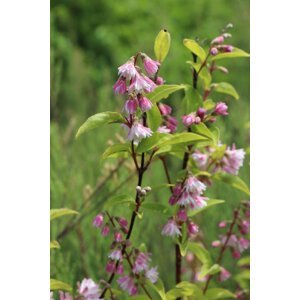 Trojpuk drsný 'Codsail Pink' 20-40 cm QP12