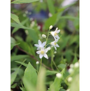 Trojpuk něžný 'Nikko' 5-15 cm Ko1l