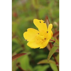 Třezalka rozkladitá 'Hidcote' 20-40 cm QP12