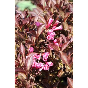 Vajgélie květnatá 'Ruby Queen' 20-40 cm Ko1l
