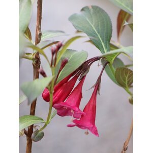 Vajgélie květnatá 'Ruby Queen' 10-20 cm Ko1l