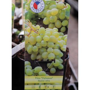 Vinná réva 'Talisman' 60-100 cm Ko 2 l