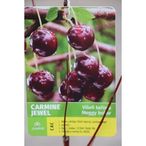 Višeň keřová 'Carmine Jewell' 10-30 cm H9