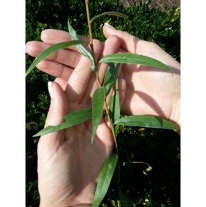 Vrba bílá 40-60 cm QP