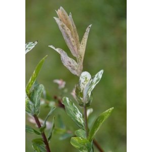 Vrba celolistá 'Hakuro-Nishiki' kmínek 60 cm Ko 2 l