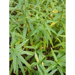 Vrba košařská 60-100 cm QP60