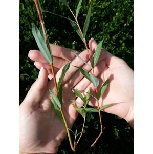 Vrba křehká 60-100 cm QP60