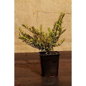 Zimolez lesklý 'Lemon Beauty' 5-15 cm H9