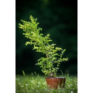 Zimolez lesklý 'Maigrun' 10-20 cm Ko1l