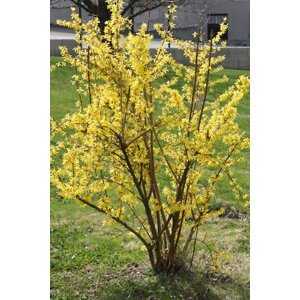 Zlatice prostřední 'Maluch' 5-20 cm QP12