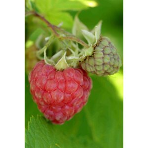 Maliník BELLA AROMATICA® 30-60 cm QP12