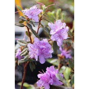 Rododendron 'Ramapo' 10-30 cm Ko1l