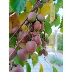Aktinidie význačná (kiwi) 'Weiki' 30-60 cm H11