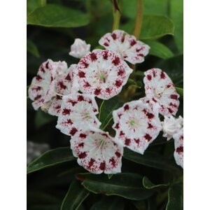 Mamota širokolistá 'Nani' 10-20 cm Ko1l