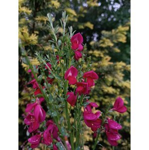 Čilimník 'BOSKOOP RUBY' 15-25 cm H9