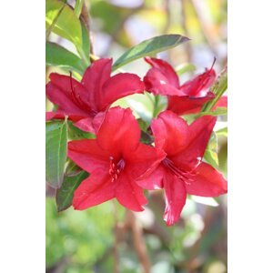 Azalka dřevitá  'Nabucco' 5-15 cm QP
