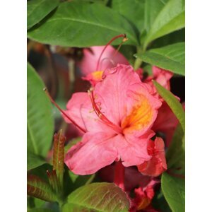 Azalka dřevitá  'Juanita' 20-40 cm H9