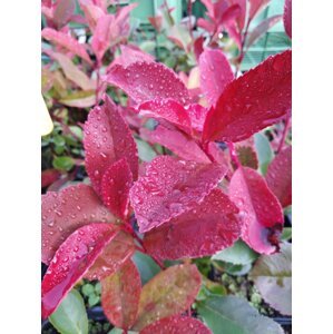 Blýskavka Fraserova 'Red Robin' 10-30 cm QP
