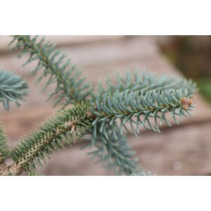 Jedle španělská 'Glauca' 15-20 cm Ko 1,5l