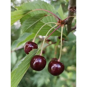 Třešeň ptačí vzrostlá 50-70 cm BM