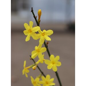 Jasmín nahokvětý 40-60 cm Ko1l