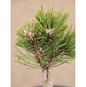 Borovice bělokorá 'Karmel' 20-40 cm Ko 1,5l