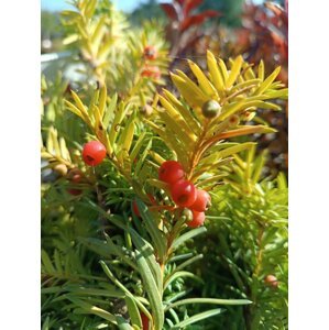 Tis prostřední 'Hicksii' 20-50 cm H9