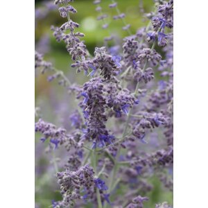 Perovskie lebedolistá 'Lacey Blue' 15-30 cm Ko1l