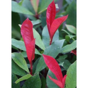 Blýskavka fraserova 'Carre Rouge' 10-20 cm QP
