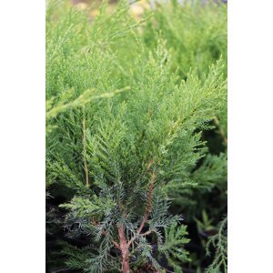 Jalovec Pfitzerův 'Mint Julep' 10-30 cm H9