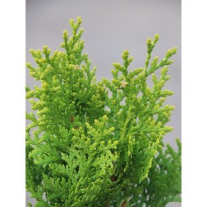 Zerav východní 'Aurea Nana' 20-30 cm H9