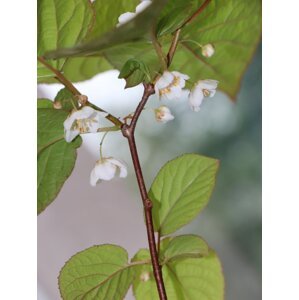 Aktinidie kolomikta 10-30 cm H9