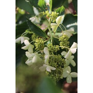 Hortenzie latnatá LEVANA 'Cov' PBR 20-40 cm H9