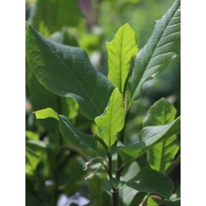 Magnolie/šácholan 'Galaxy' 80-120 cm Ko1l