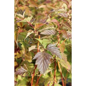 Korunatka klaná 'Tanakae' 10-30 cm H9