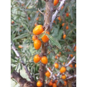 Rakytník řešetlákový 'Friesdorfer Orange' 50-70 cm H9