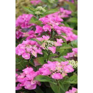 Hortenzie velkolistá 'Teller Blau' +E 20-50 cm Ko 1,5l