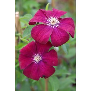 Plamének 'Rouge Cardinal' 30-50 cm Ko1l