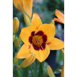 Denivka 'Black Eyed Susan' 5-10 cm H11