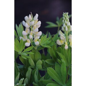 Lupina mnoholistá 'Lupini Yellow' 5-20 cm H9