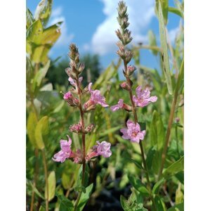 Kyprej vrbice 'Blush' H9