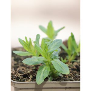 Kyprej vrbice JS® 'Pink Tails' H9