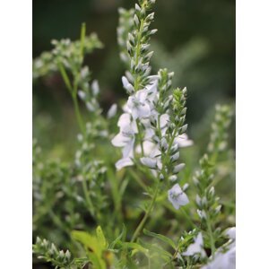 Rozrazil rozprostřený 'Alba' půdopokryv 0-5 cm H9
