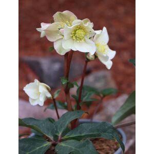 Čemeřice  ´HGC Cinnamon Snow´ ® 10-30 cm Ko 2 l